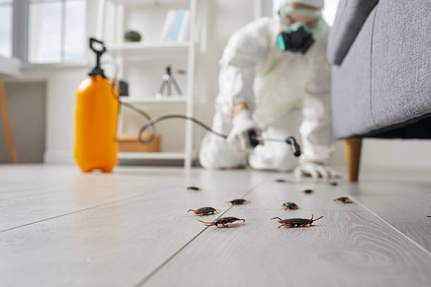 Affordable Termite Control solutions in Bermuda Dunes, CA